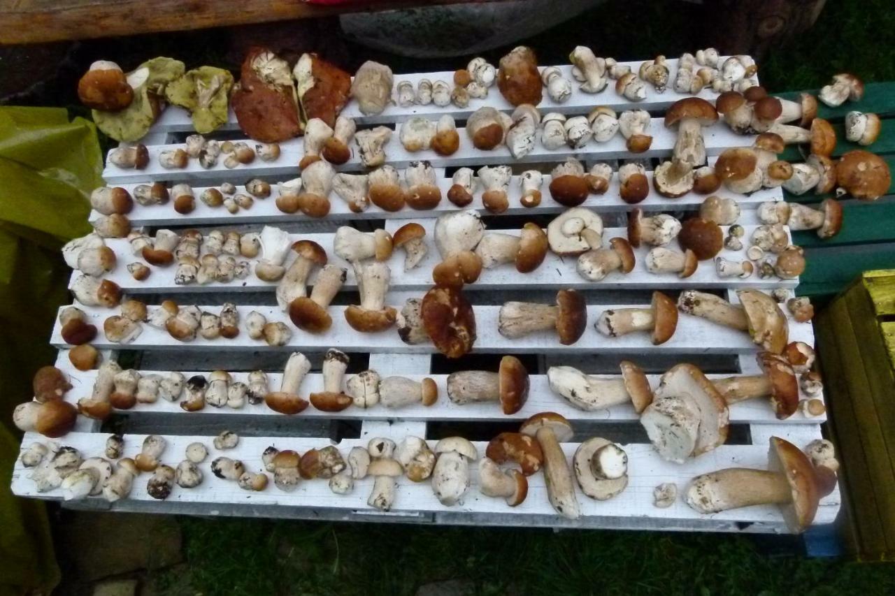 Agroturystyka U Psotki Kuzmina 외부 사진