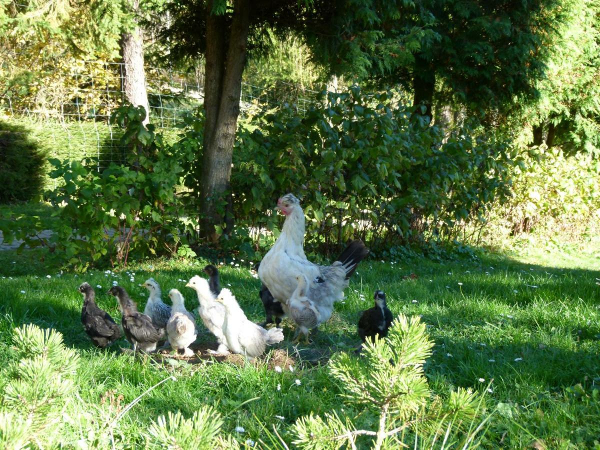 Agroturystyka U Psotki Kuzmina 외부 사진